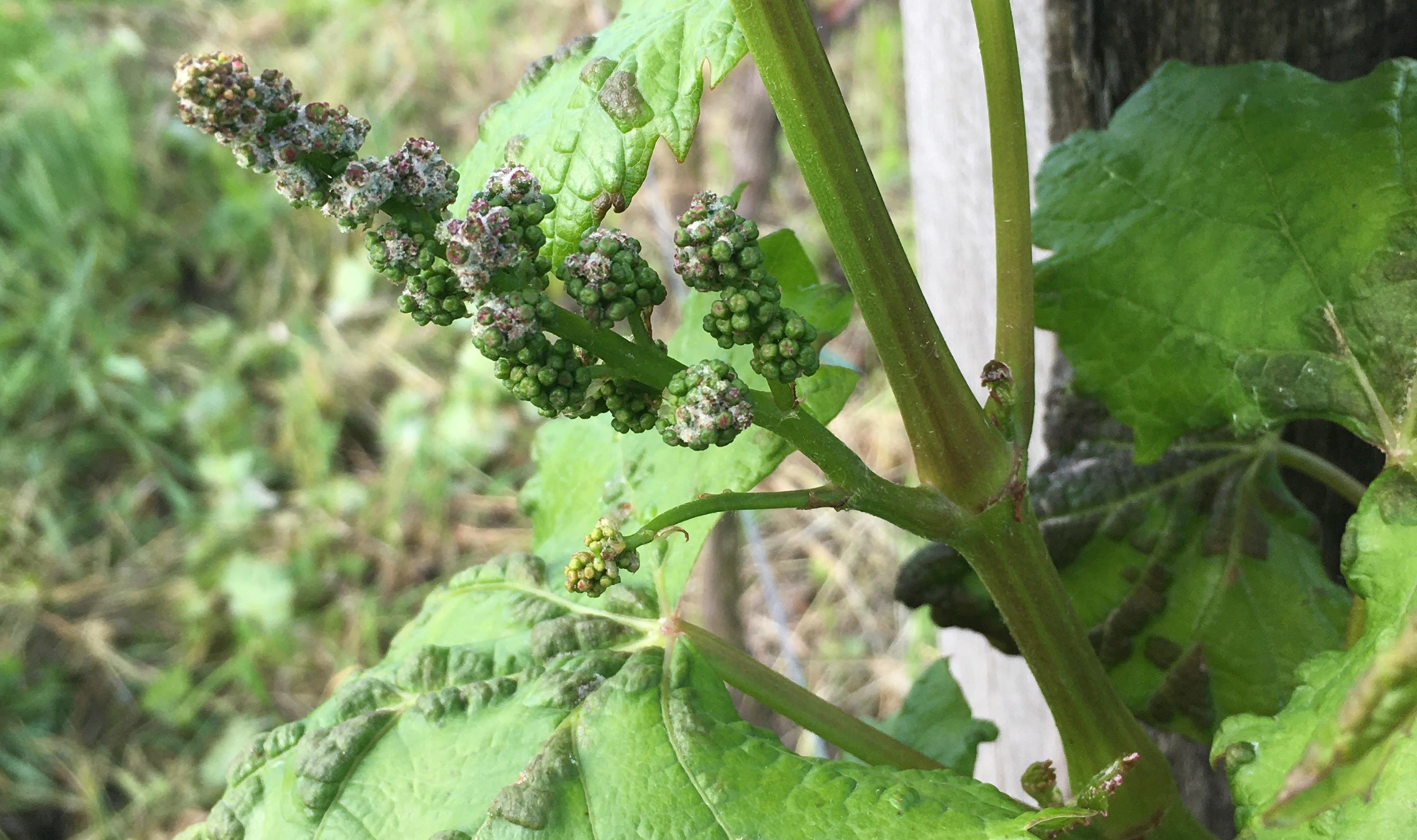 2023. évi 10. „szőlős” növényvédelmi felhívás – Zsigó György